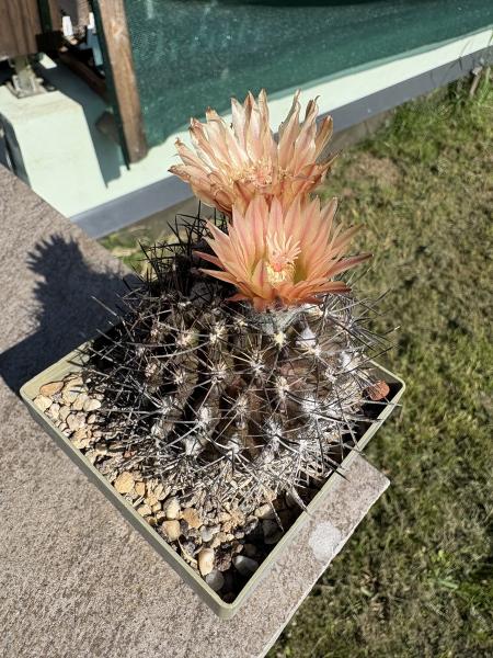 Eriosyce crispa v. carrizalensis
